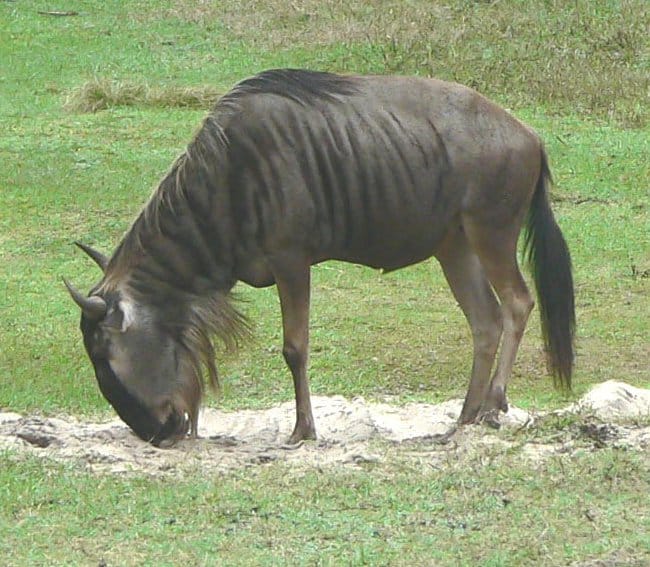 Guarda questa potente zebra TKO uno gnu con un solo calcio