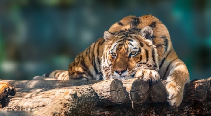 Guarda questo affondo della tigre in agguato e lancia un attacco di mezzanotte su una motocicletta
