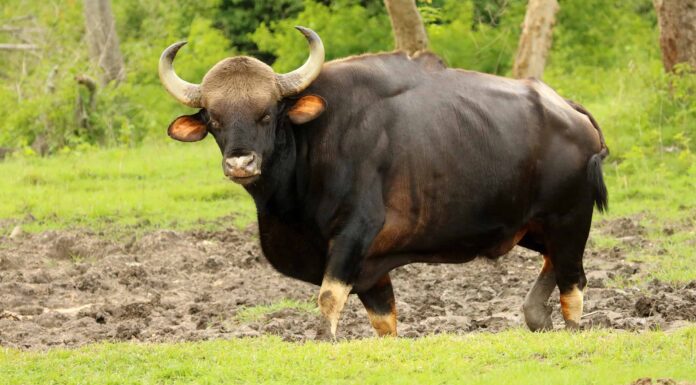 Guarda questo enorme Gaur dire con rabbia 