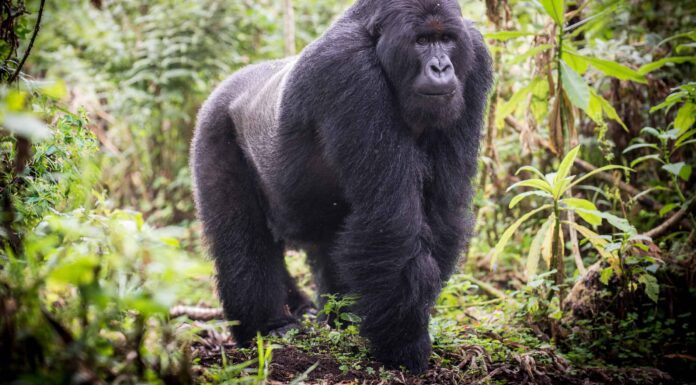 Guarda questo enorme gorilla Silverback prendere il volo e provare a sfondare il vetro dello zoo
