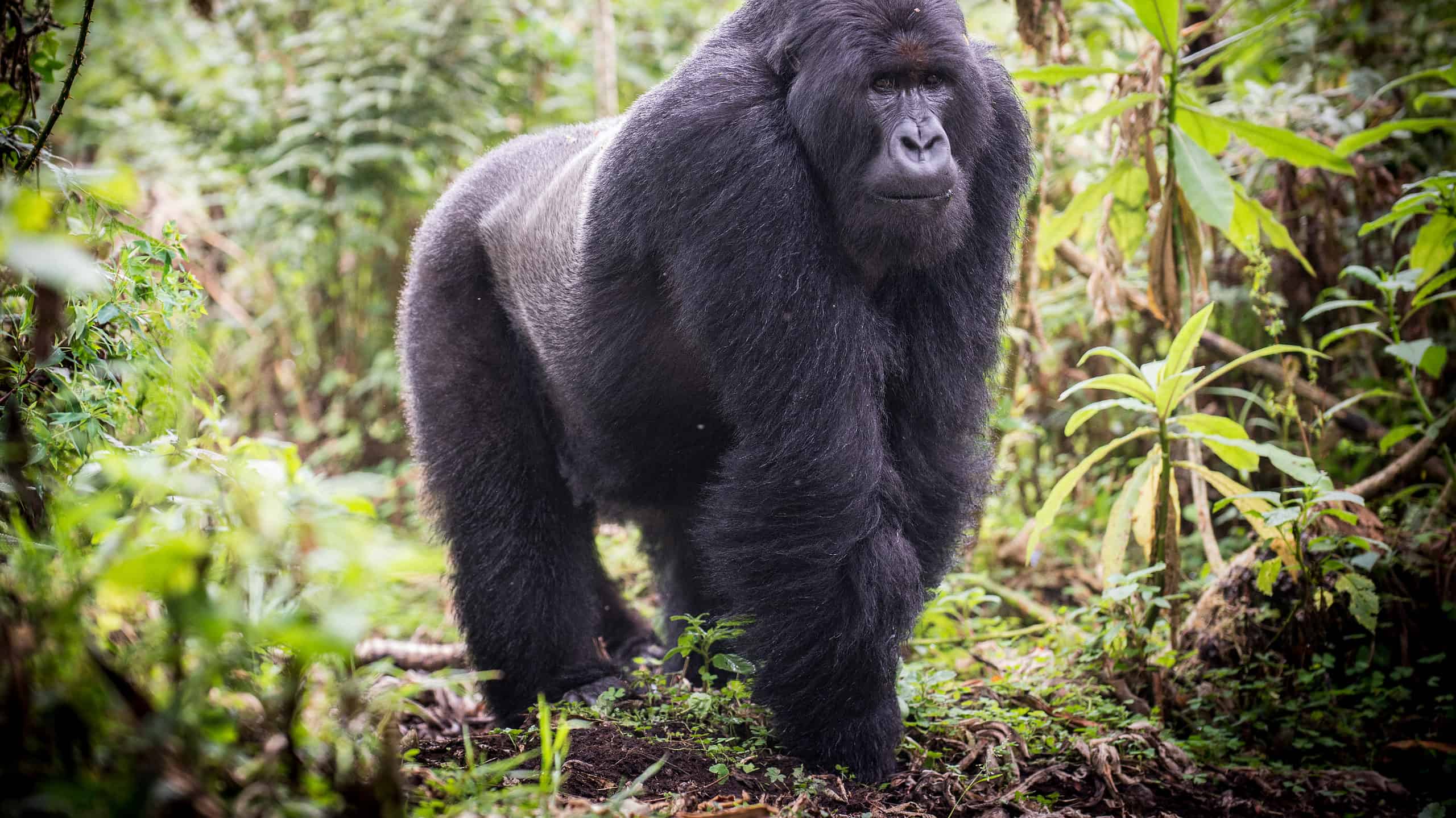 Guarda questo enorme gorilla Silverback prendere il volo e provare a sfondare il vetro dello zoo
