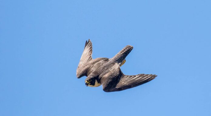 Guarda questo falco che insegue un gabbiano come una scena di "Top Gun"
