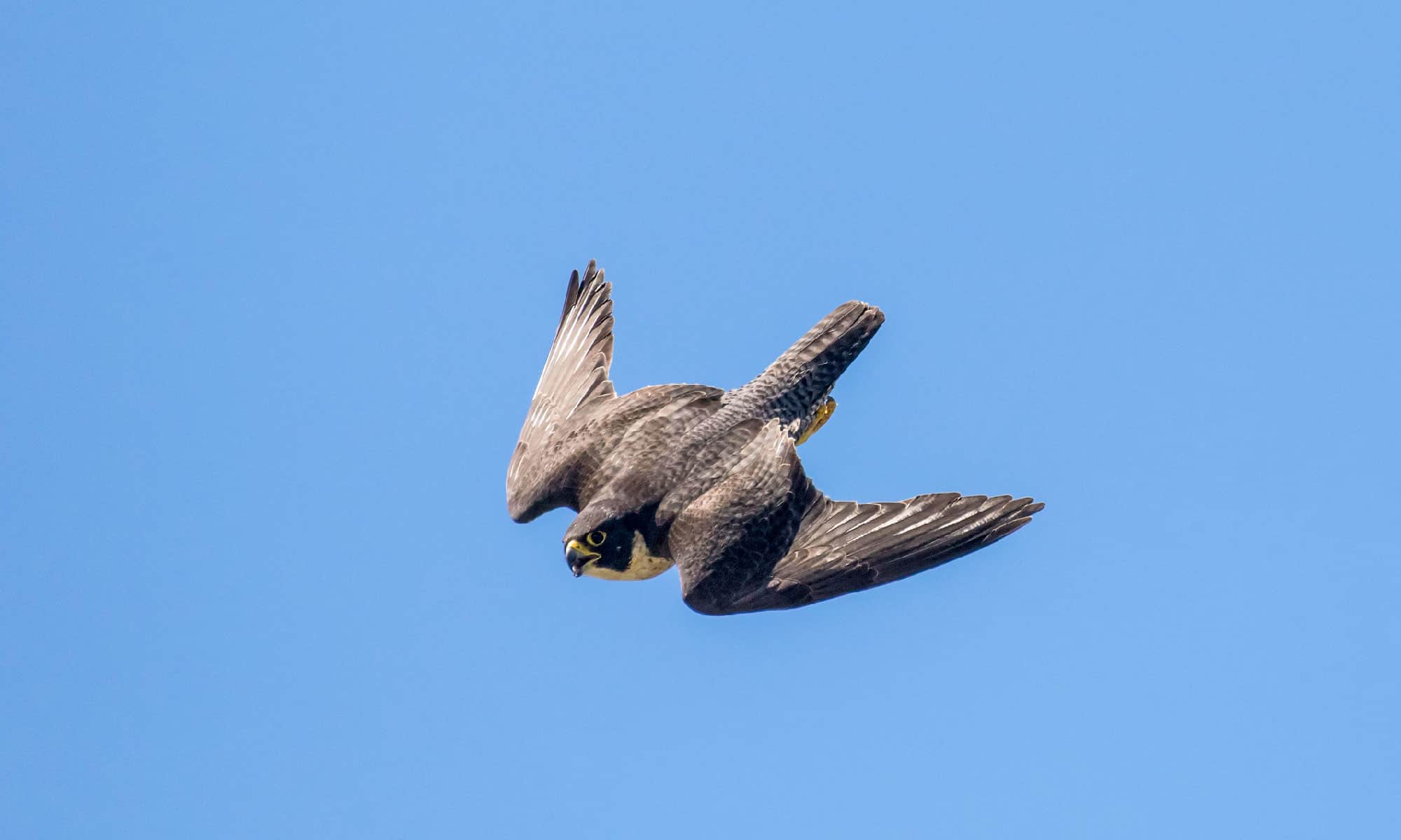 Guarda questo falco che insegue un gabbiano come una scena di "Top Gun"