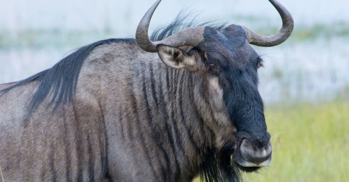 Guarda questo gnu in corsa che fa cadere a calci un leone ed elude il branco affamato