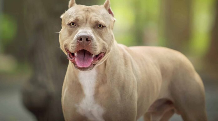 Guarda questo impavido pitbull agguato 8 giganteschi leoni marini

