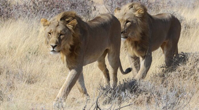 Guarda questo leone di 400 libbre arrampicarsi su un muro di 10 piedi con una facilità scioccante
