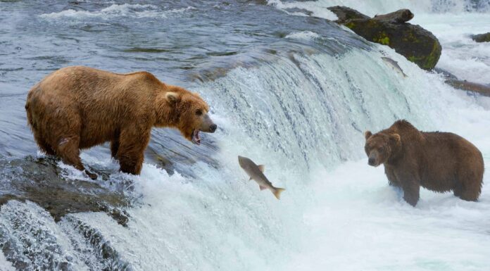 Guarda questo orso grizzly arrabbiato fare la sua migliore imitazione di uno squalo e nuotare dietro a una barca
