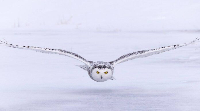 Guarda questo splendido gufo trasformarsi in un pilota "Top Gun" e attaccare furtivamente un roditore
