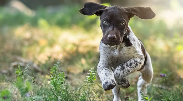 Guarda un cane birichino mentre riprende tutte le sue buffonate dalla telecamera
