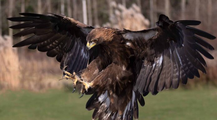 Guarda un cane da eroe che salva sua sorella da un'aquila all'attacco
