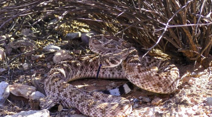 Guarda un contadino che scopre un serpente a sonagli che dorme nella stalla con i suoi cavalli
