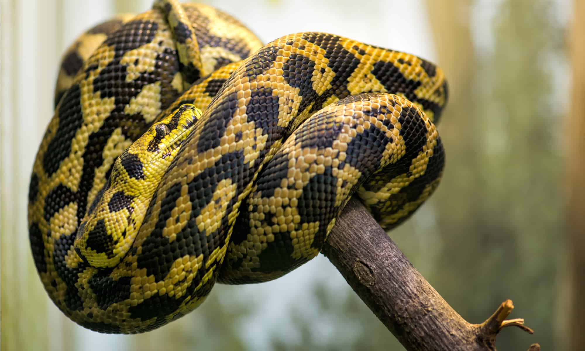 Guarda un enorme pitone appeso come Spider-Man e divora un uccello