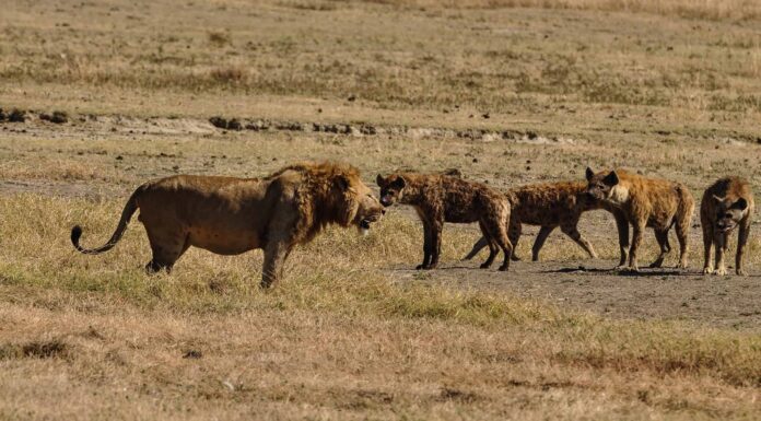 Guarda un'epica battaglia tra 10 leoni e 10 iene in Una guerra per il territorio
