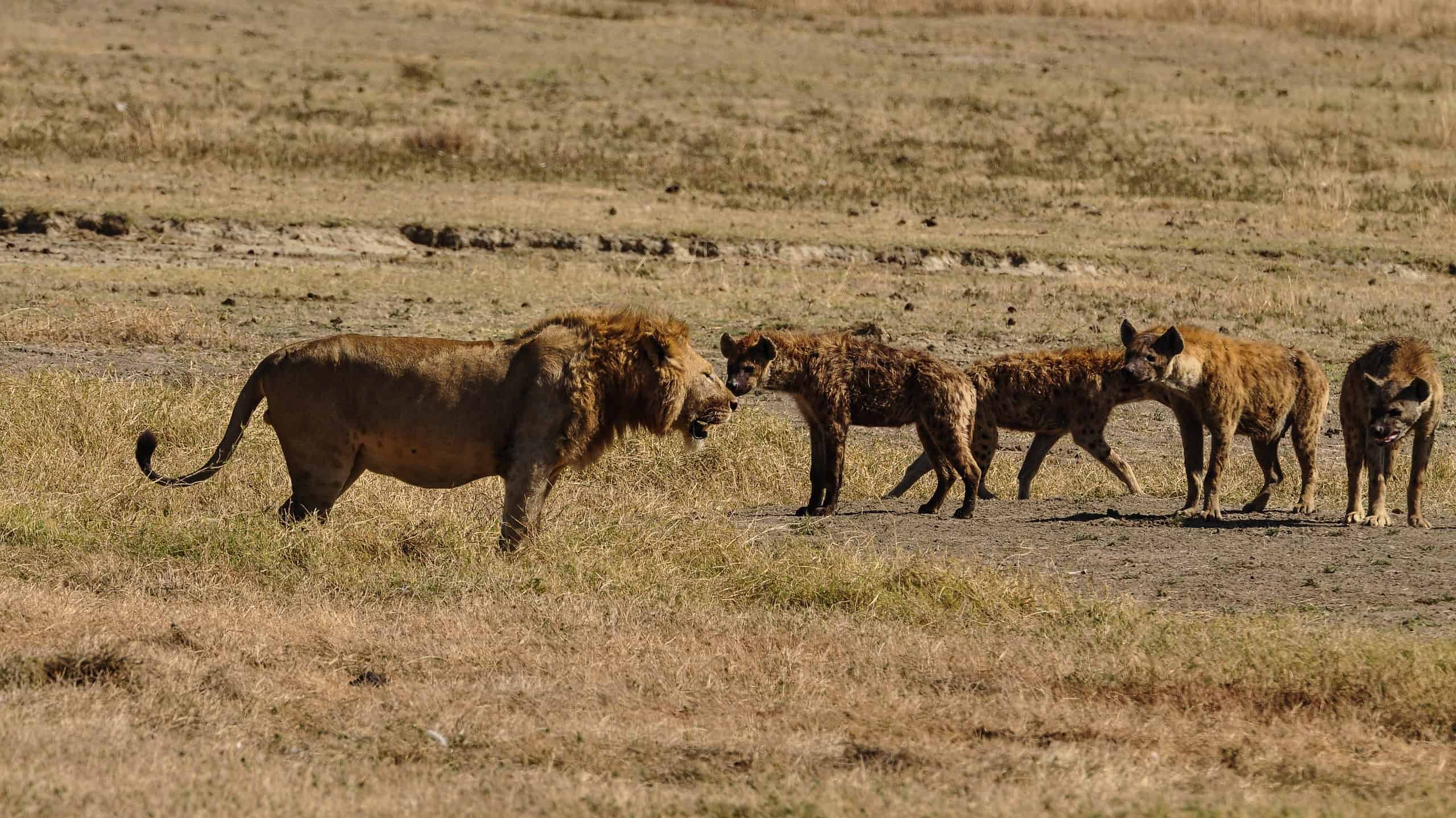Guarda un'epica battaglia tra 10 leoni e 10 iene in Una guerra per il territorio