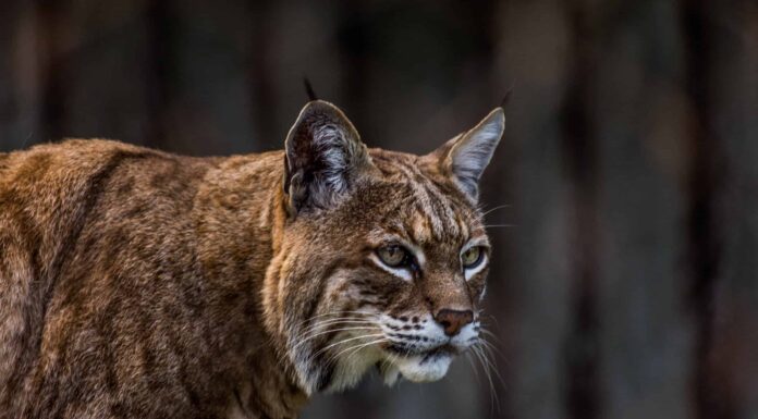 Guarda uno Stealth Bobcat lanciare un attacco di mezzanotte su un coyote che si aggira
