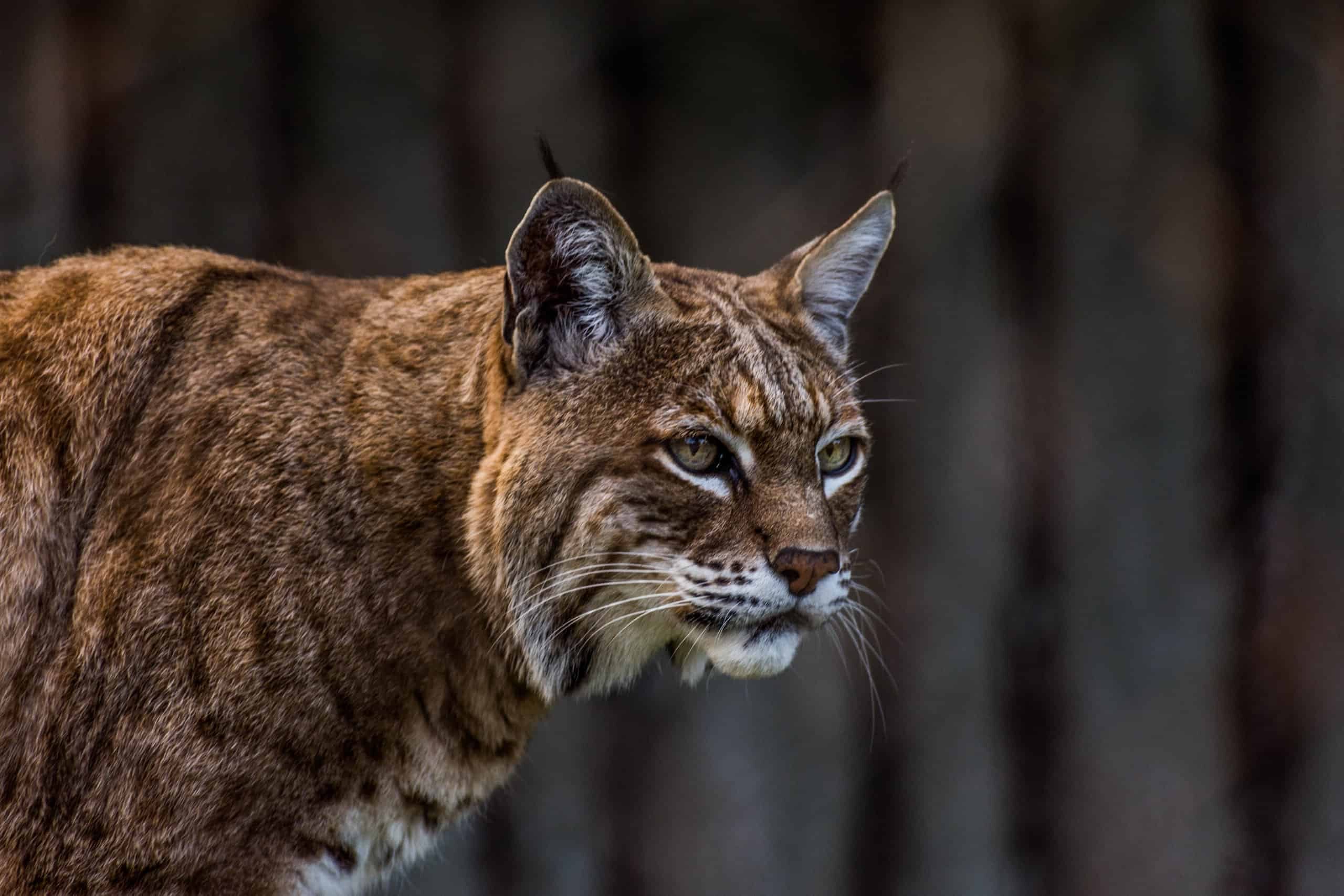 Guarda uno Stealth Bobcat lanciare un attacco di mezzanotte su un coyote che si aggira