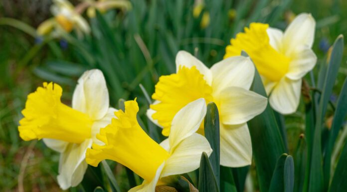 I 5 tipi più popolari di narcisi
