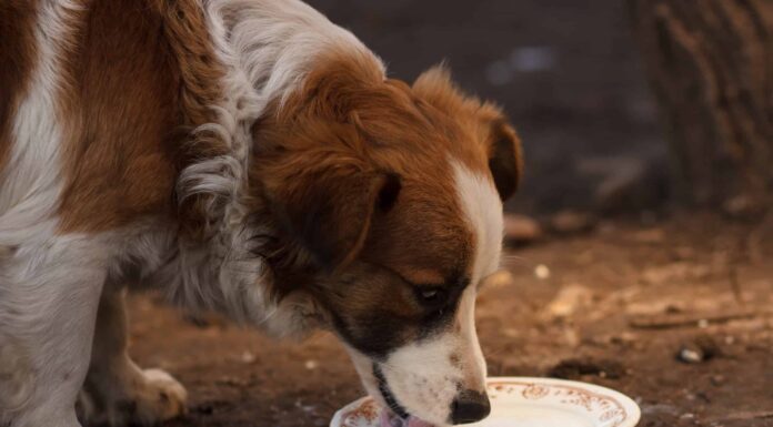  I cani possono bere il latte in sicurezza?  Quali sono i pericoli?

