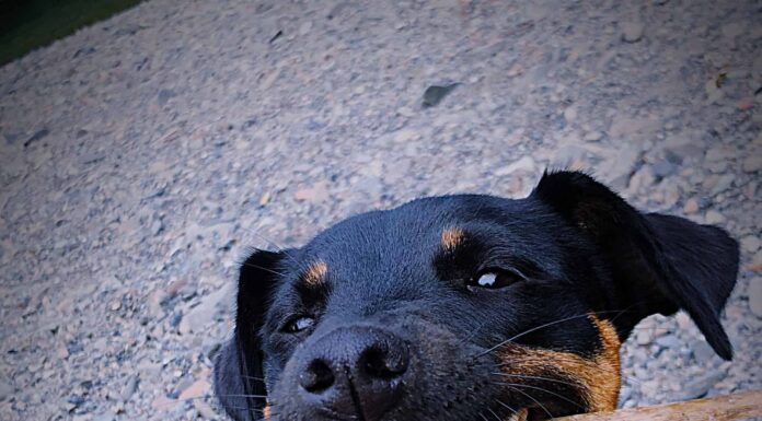 I cani possono mangiare i bastoncini?
