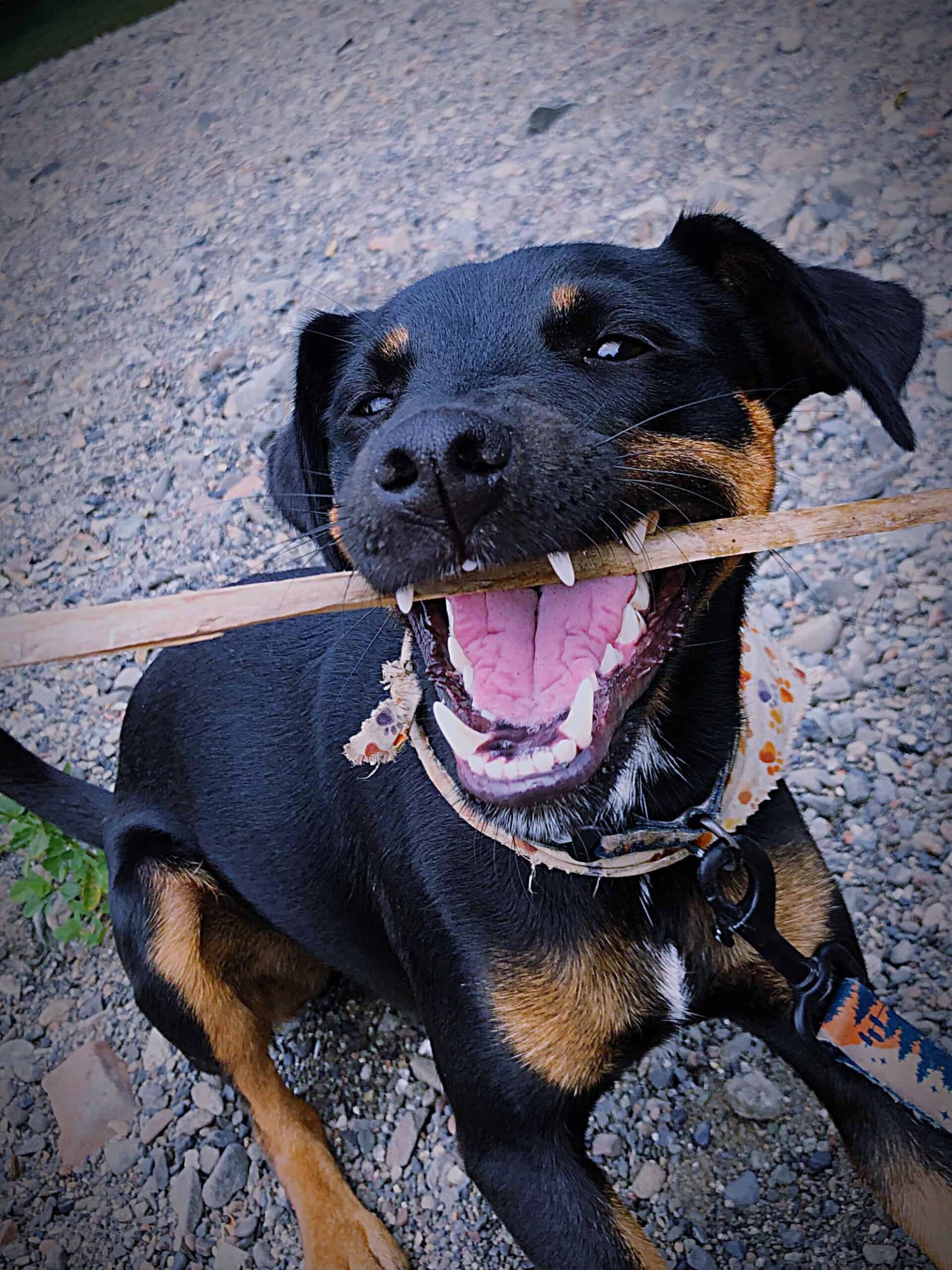 I cani possono mangiare i bastoncini?