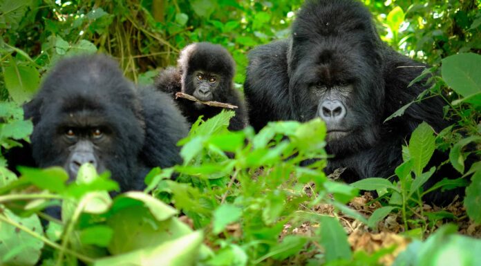 I frequentatori dello zoo rimangono senza parole quando scoppia una rissa con un gorilla Silverback
