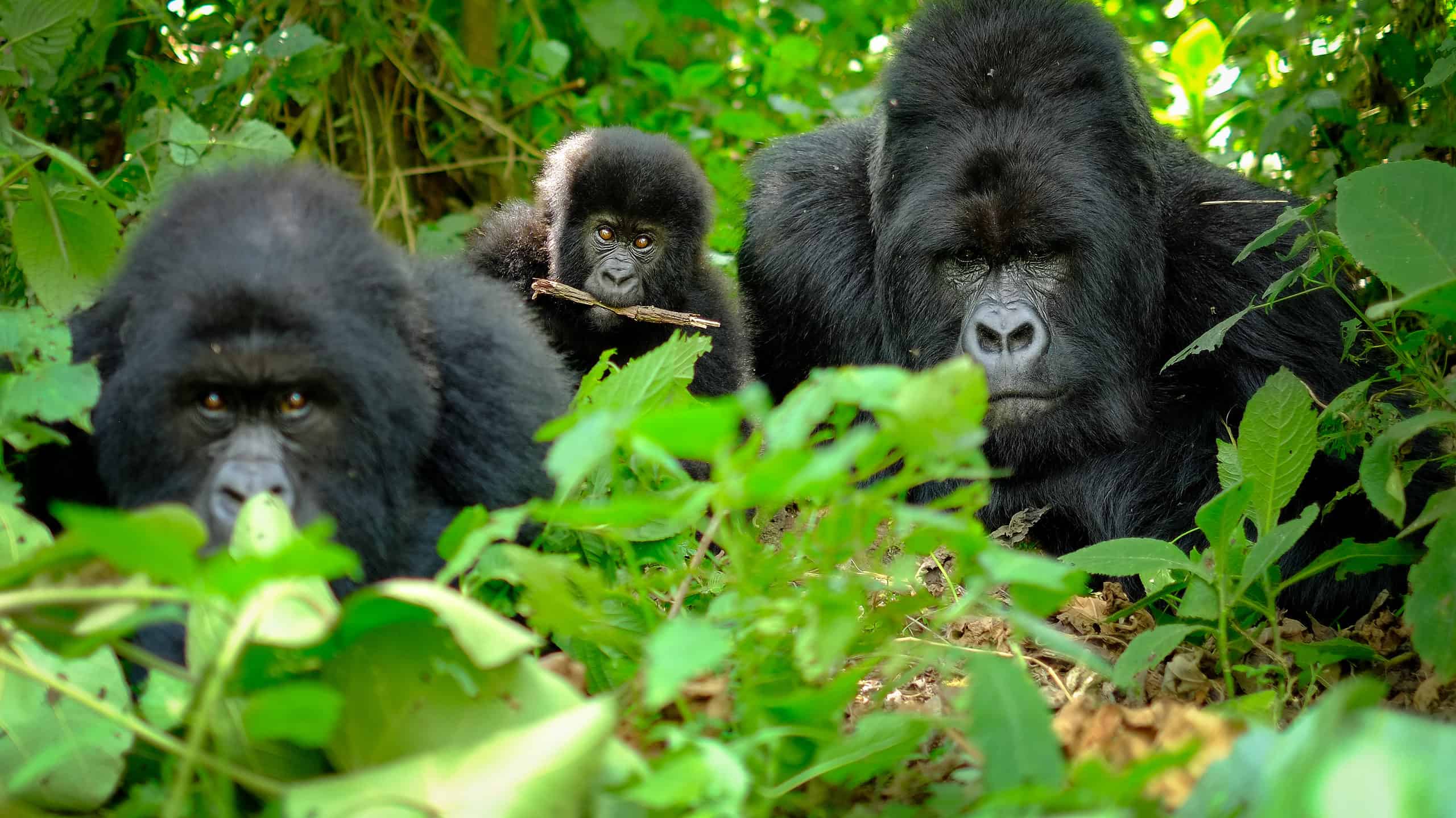 I frequentatori dello zoo rimangono senza parole quando scoppia una rissa con un gorilla Silverback