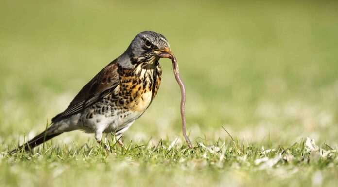 Il mattiniero cattura il verme: significato e origine rivelati
