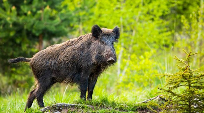  Il più grande maiale selvatico di sempre?  I ragazzi del Texas catturano un maiale delle dimensioni di un orso grizzly
