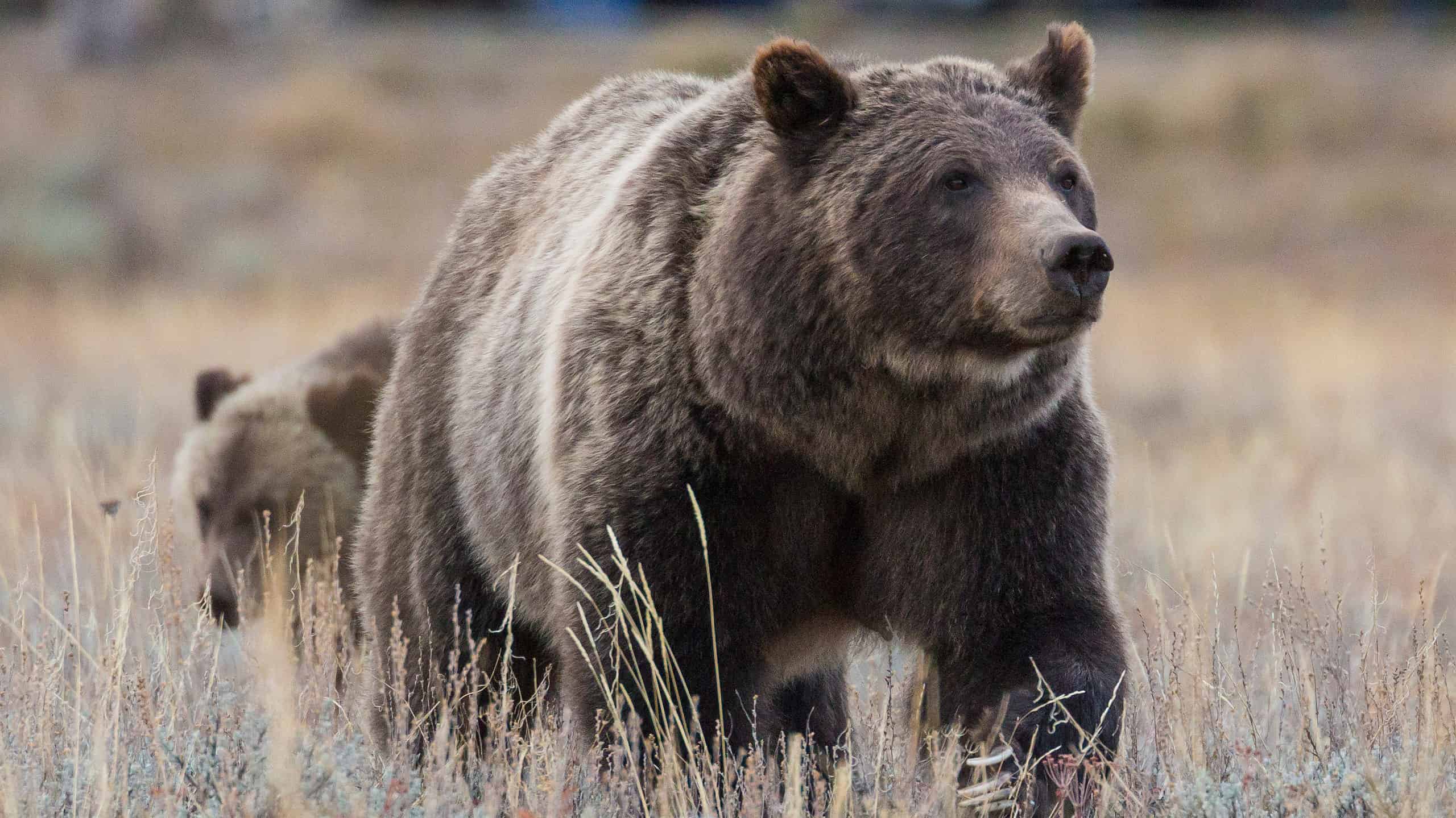 Incontra "Grizzly Bear 399": l'orso più famoso del mondo con 30.000 follower su Instagram