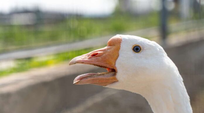 goose teeth/geese teeth