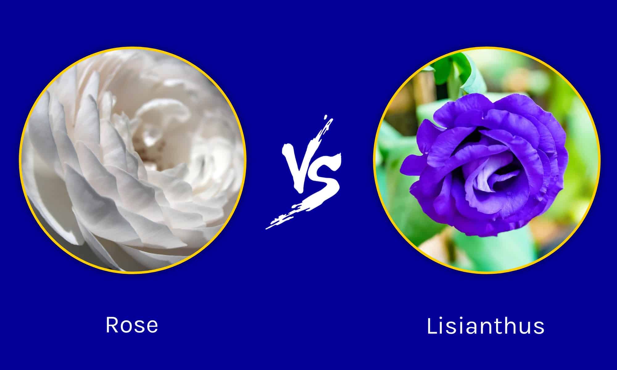 Lisianthus vs. Rose: qual è quello giusto per il tuo giardino?