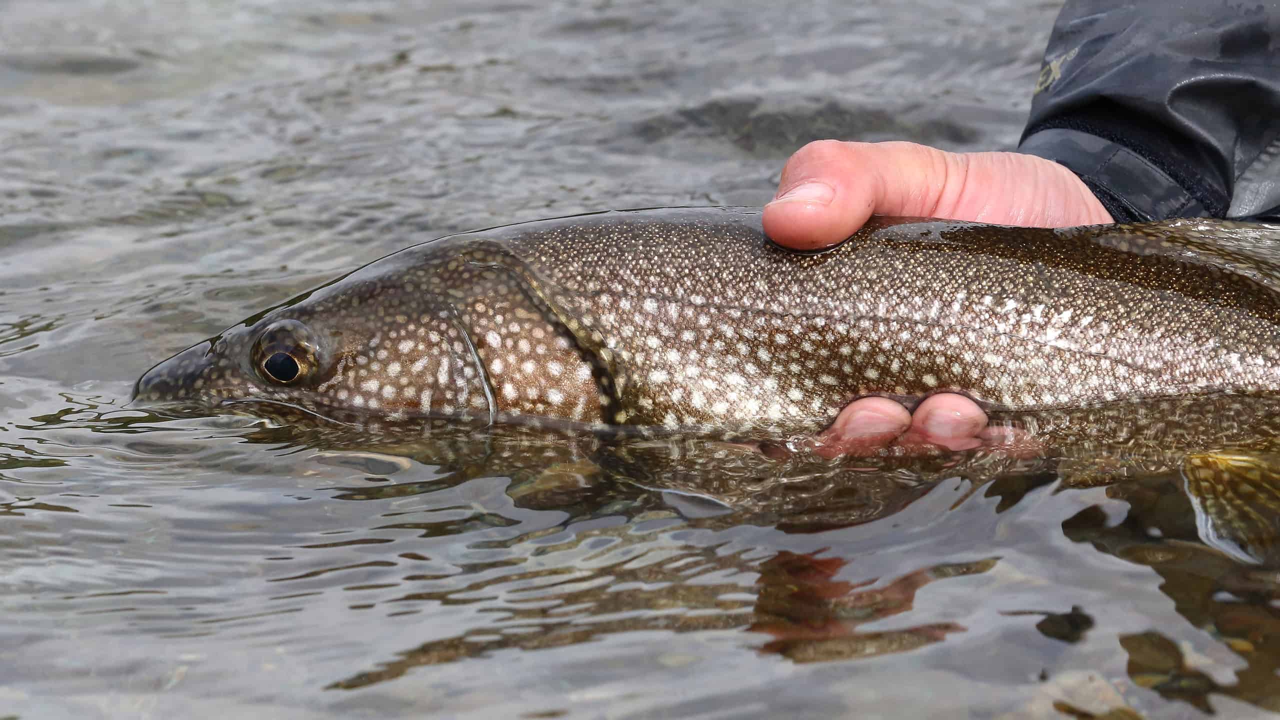 Mostro della pesca sul ghiaccio: scopri la più grande trota di lago mai catturata