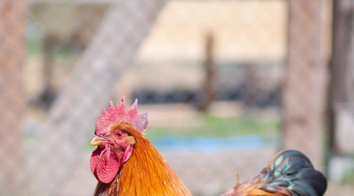 Pollo rosso del New Hampshire
