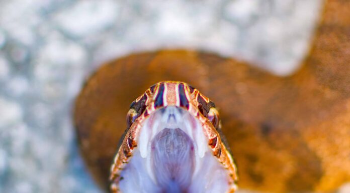 Popolazione di vipere per stato
