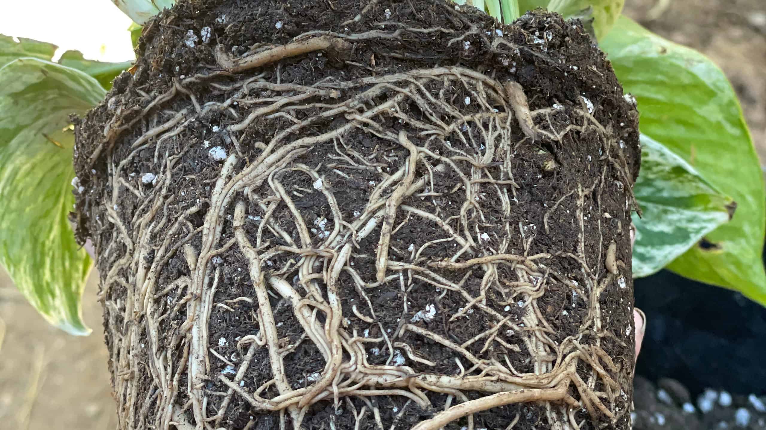 Pothos Roots: una guida completa