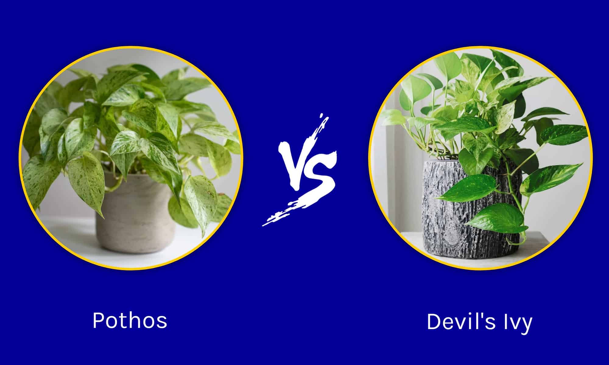 Pothos contro Devil's Ivy: c'è una differenza?