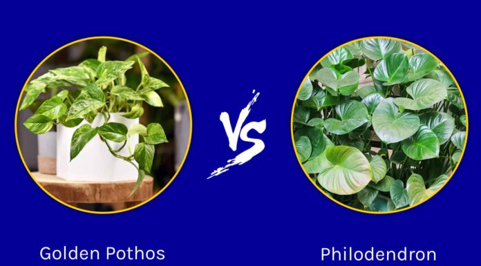 Pothos dorato contro filodendro
