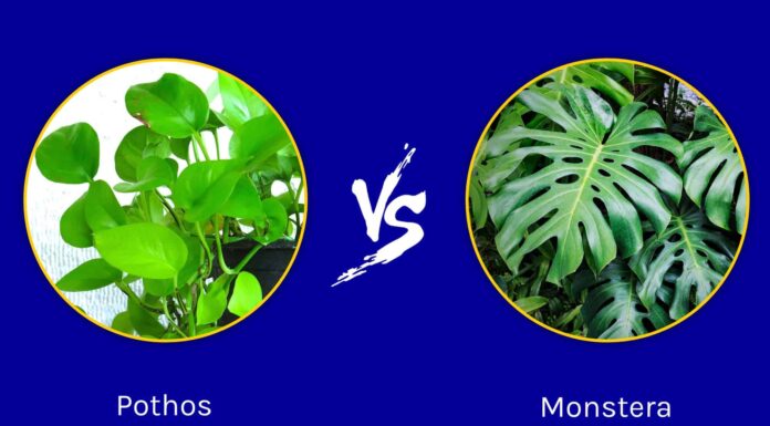  Pothos vs.  Monstera
