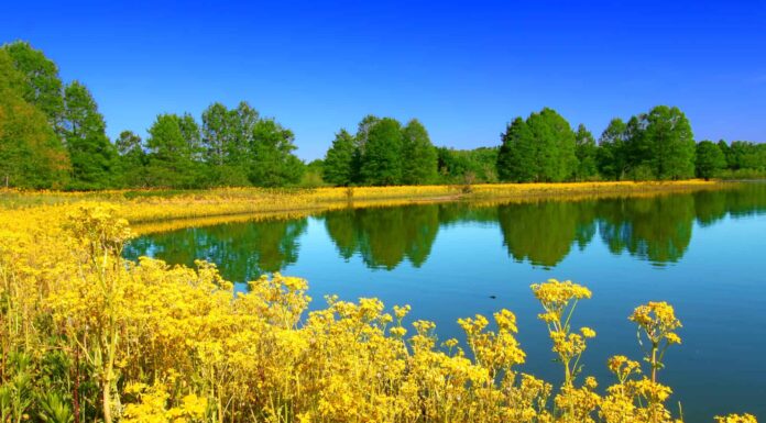 Carlyle Lake Illinois
