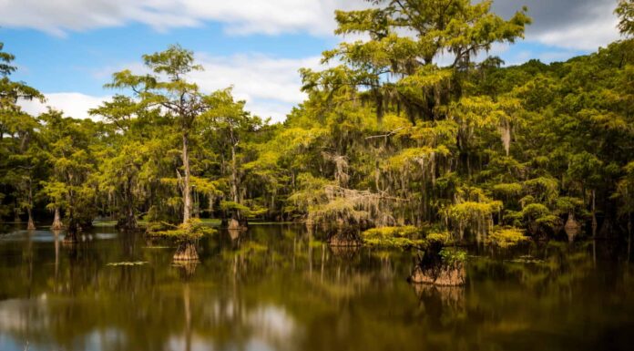 Caddo Lake