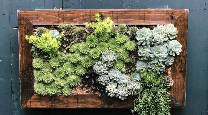 Quanto spesso le piante grasse devono essere annaffiate?
