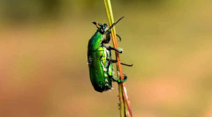 Scarabeo verde di giugno
