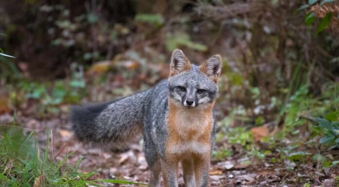 Scopri gli animali più veloci in Georgia
