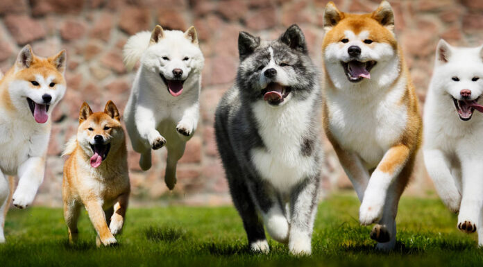 Scopri i 2 tipi di cani Akita
