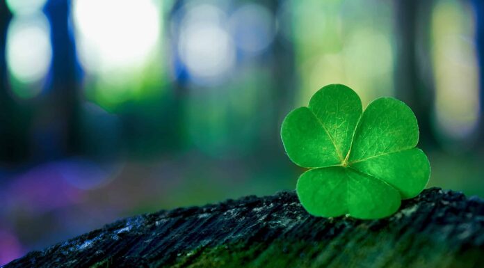 Scopri il fiore nazionale d'Irlanda: il trifoglio
