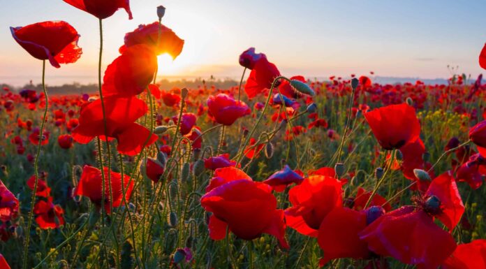 Scopri il fiore nazionale del Belgio: il papavero rosso
