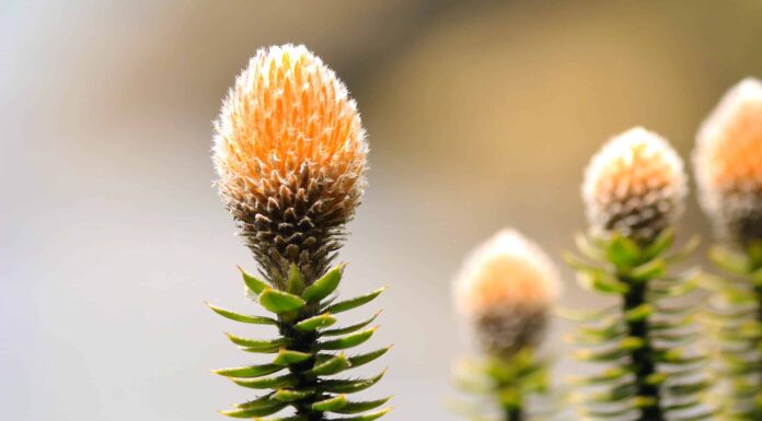 Scopri il fiore nazionale dell'Ecuador: Chuquiraga
