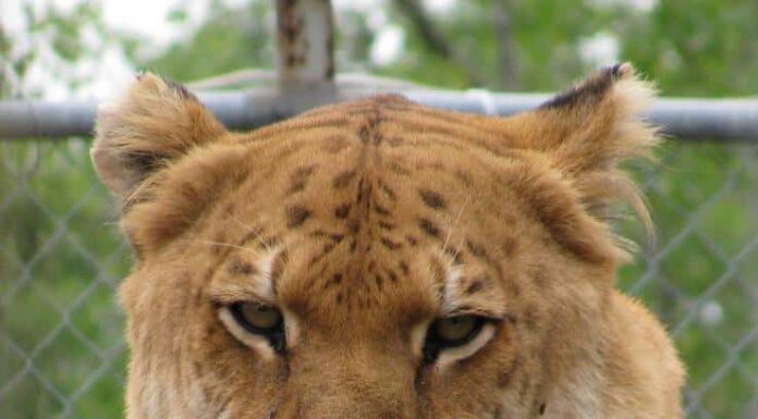 Scopri il gatto più pesante di tutti i tempi che pesa più di un pianoforte a coda
