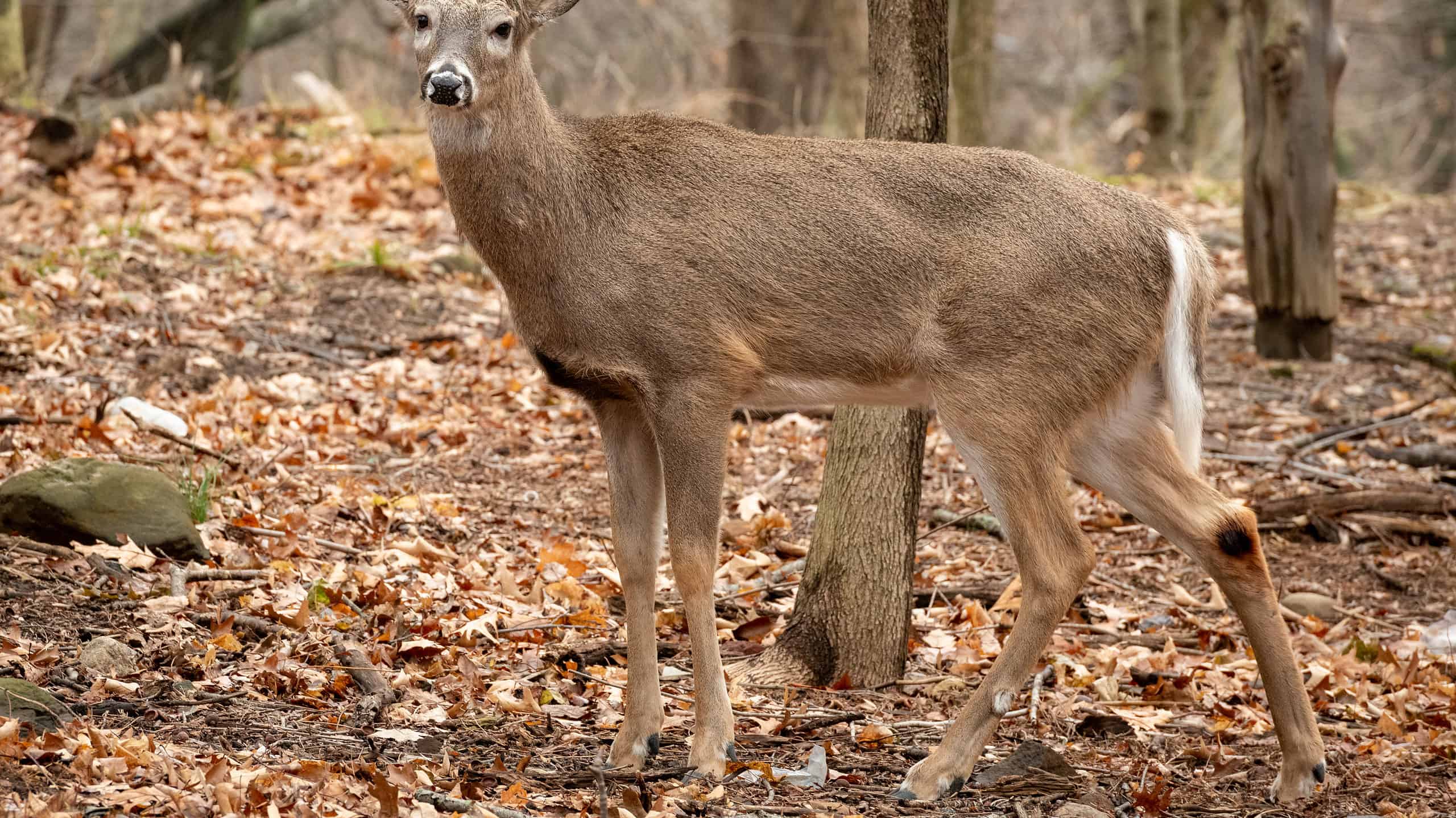 Scopri il più grande cervo dalla coda bianca mai catturato in Colorado