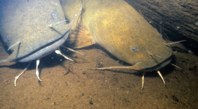 Scopri il più grande pesce gatto a testa piatta mai catturato in Alabama
